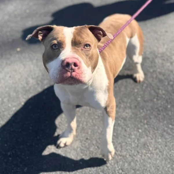 An adult large-sized male Pit Bull Terrier dog named Draco for adoption in Pottsville, PA