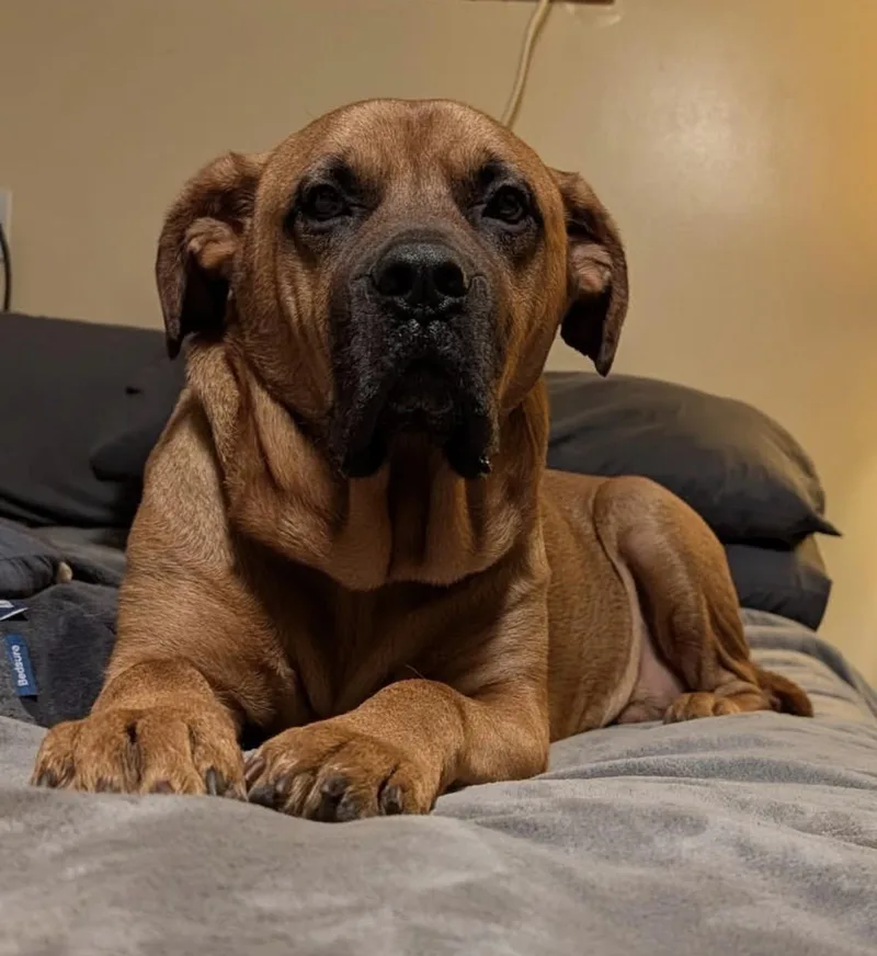 A young large-sized male Bullmastiff dog named Styx for adoption in Youngstown, OH