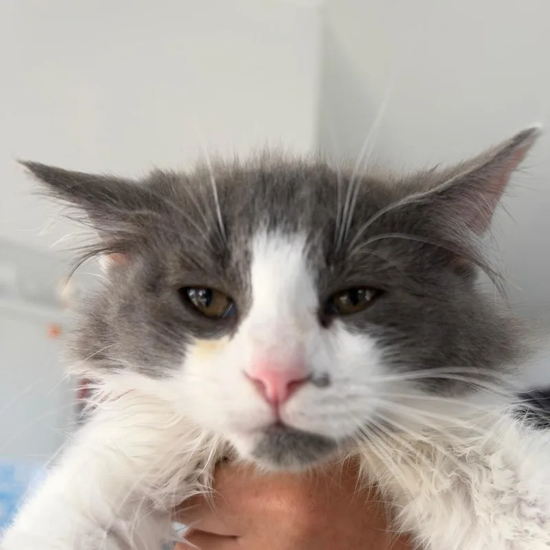 A baby small-sized male Gray / Blue / Silver Domestic Medium Hair cat named Cliff for adoption in Chapel Hill, NC