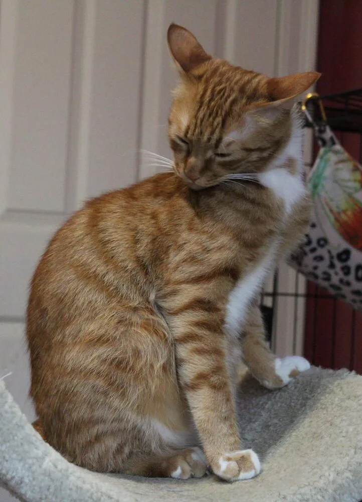 Meshmesh thumbnail 2