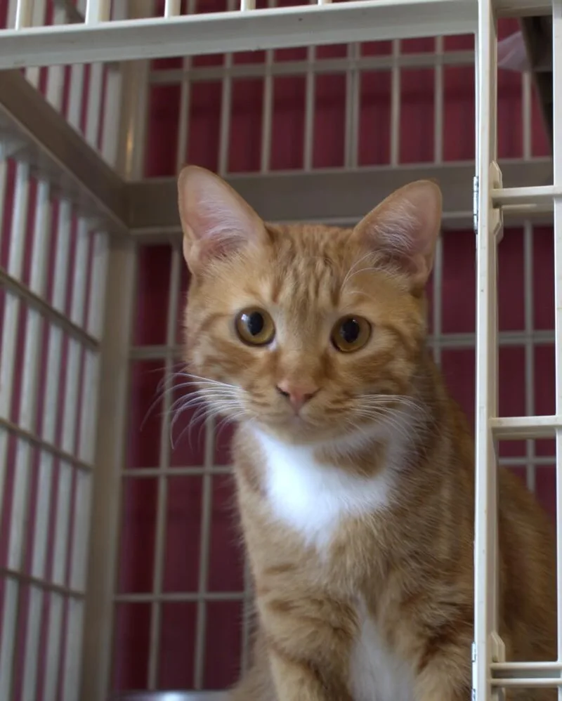 Meshmesh thumbnail 3