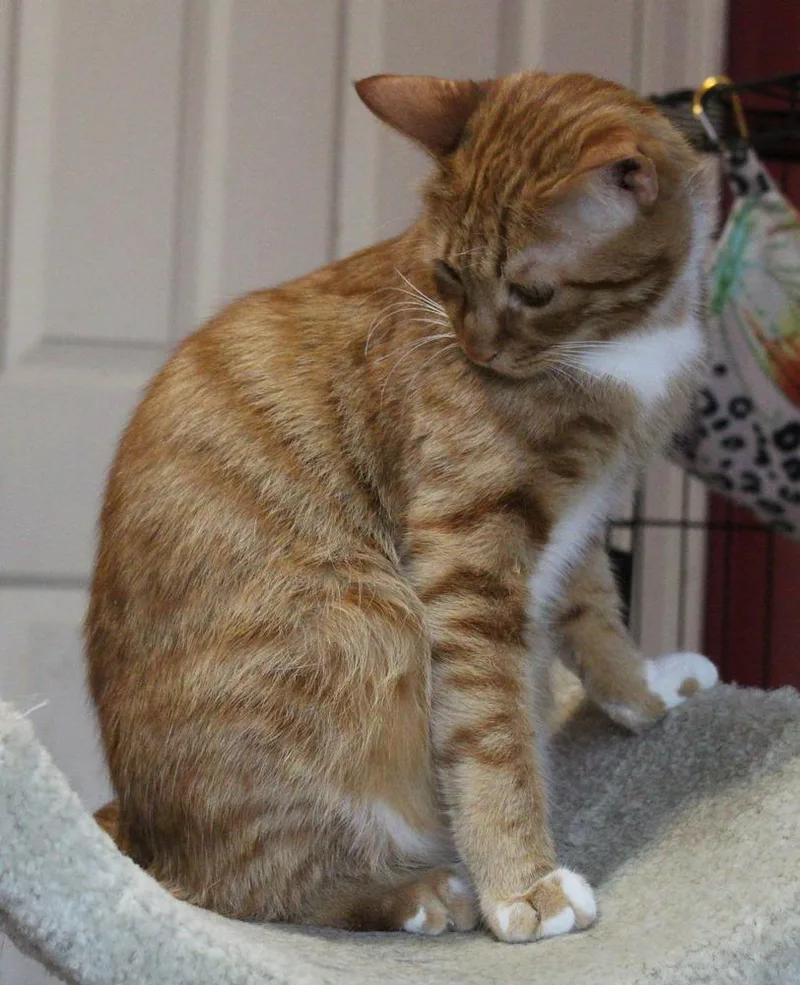 Meshmesh thumbnail 4