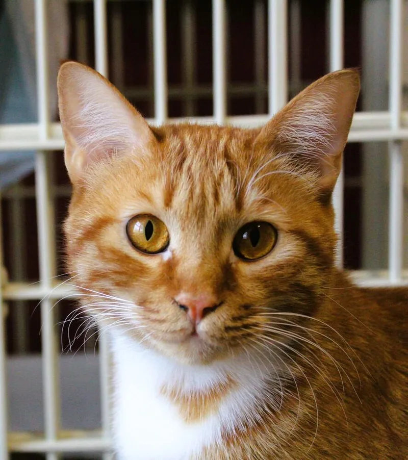 Meshmesh thumbnail 5