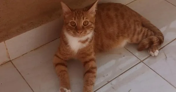 Meshmesh thumbnail 6