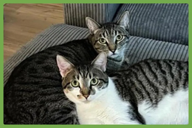A young medium-sized female Tabby (Buff / Tan / Fawn) Domestic Short Hair cat named Olive and Pumpkin for adoption in Amherst, MA