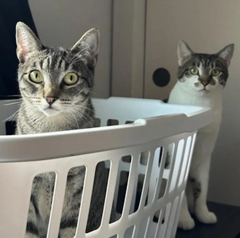 Olive and Pumpkin thumbnail 2