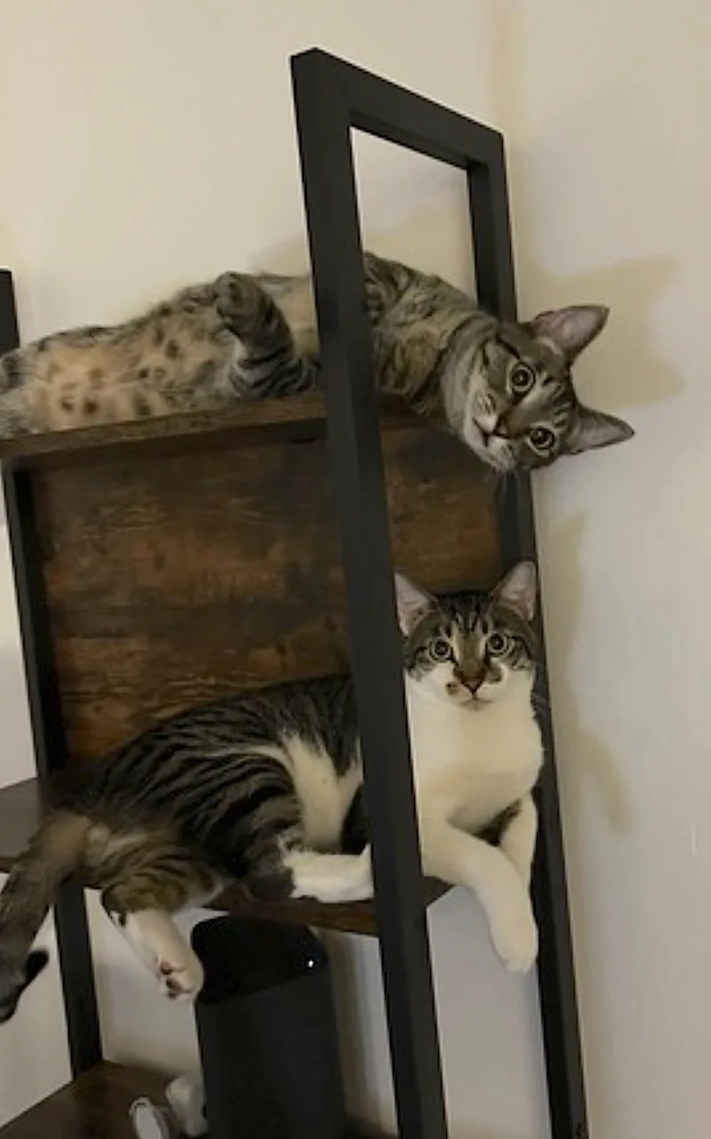 Olive and Pumpkin thumbnail 3