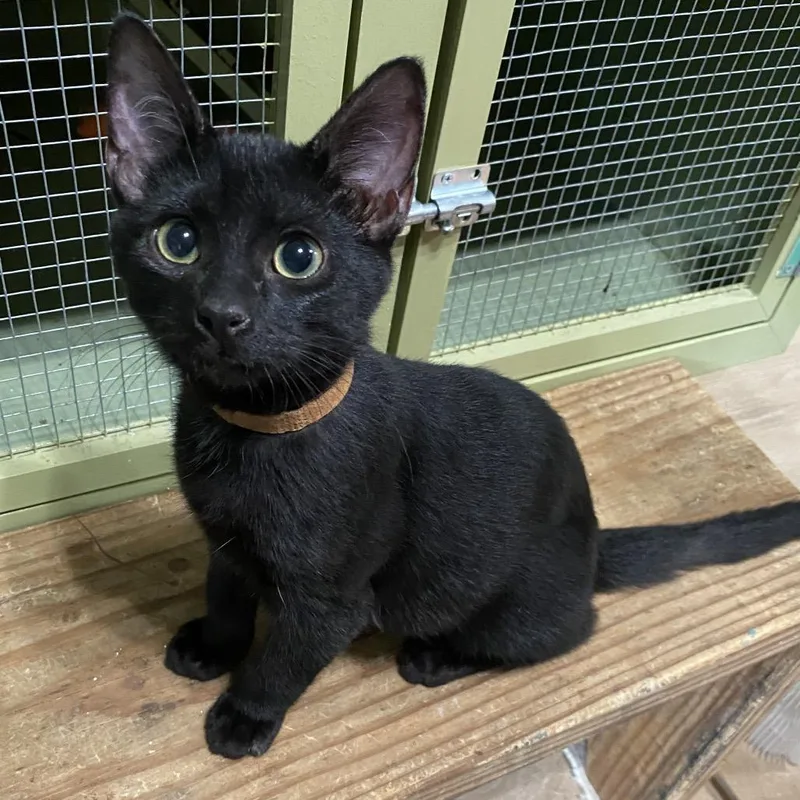 A baby small-sized male Black Domestic Short Hair cat named Jimmy for adoption in Denison, TX