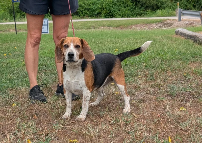 An adult medium-sized male Beagle dog named Archy for adoption in Parsons, KS