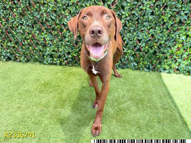 A young medium-sized male Mixed Breed dog named Geoculus for adoption in West Palm Beach, FL
