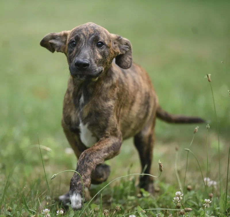 A baby medium-sized male Plott Hound dog named Polar for adoption in Mechanicsburg, PA