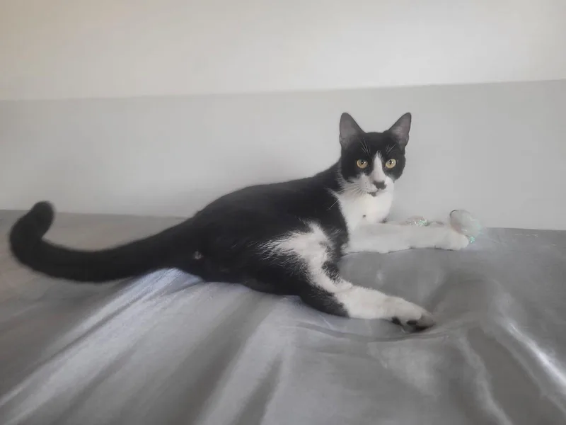 A young medium-sized male Black & White / Tuxedo Tuxedo cat named Winter for adoption in San Juan, PR