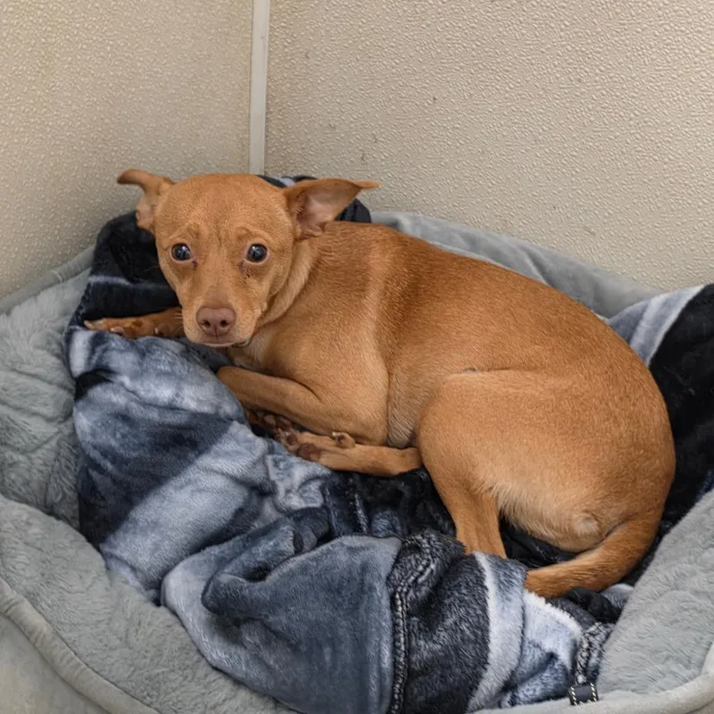 Chiquita  Chino Hills thumbnail 2