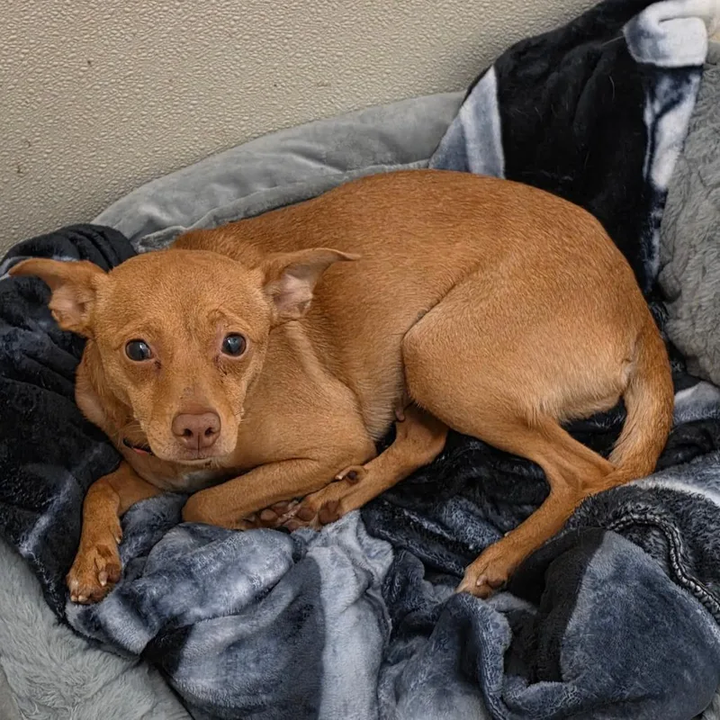 Chiquita  Chino Hills thumbnail 3