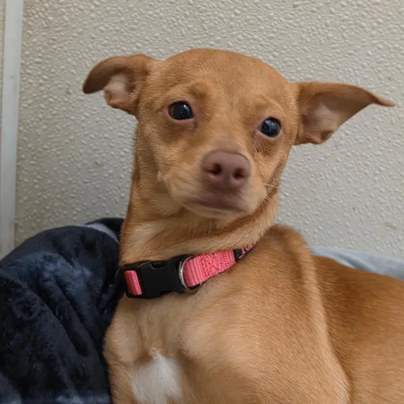 Chiquita  Chino Hills thumbnail 4
