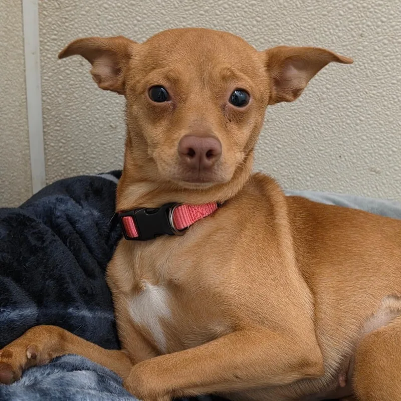 Chiquita  Chino Hills thumbnail 5