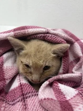 A baby small-sized female Domestic Short Hair cat named Terra for adoption in West Chester, PA