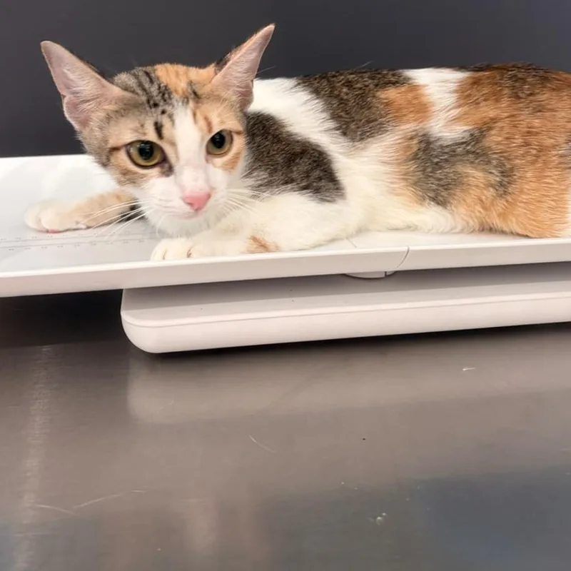 A young medium-sized female Domestic Short Hair cat named Felechia the Fair for adoption in Livingston, TX