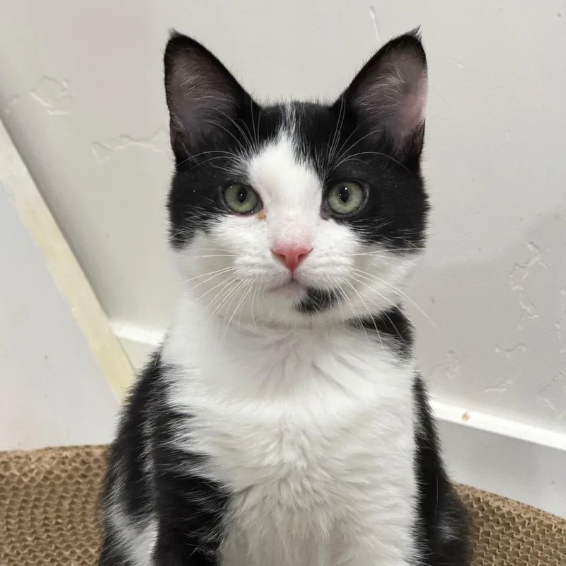 A baby medium-sized female Black Domestic Short Hair cat named Bailey Silverman for adoption in Eagle Mountain, UT