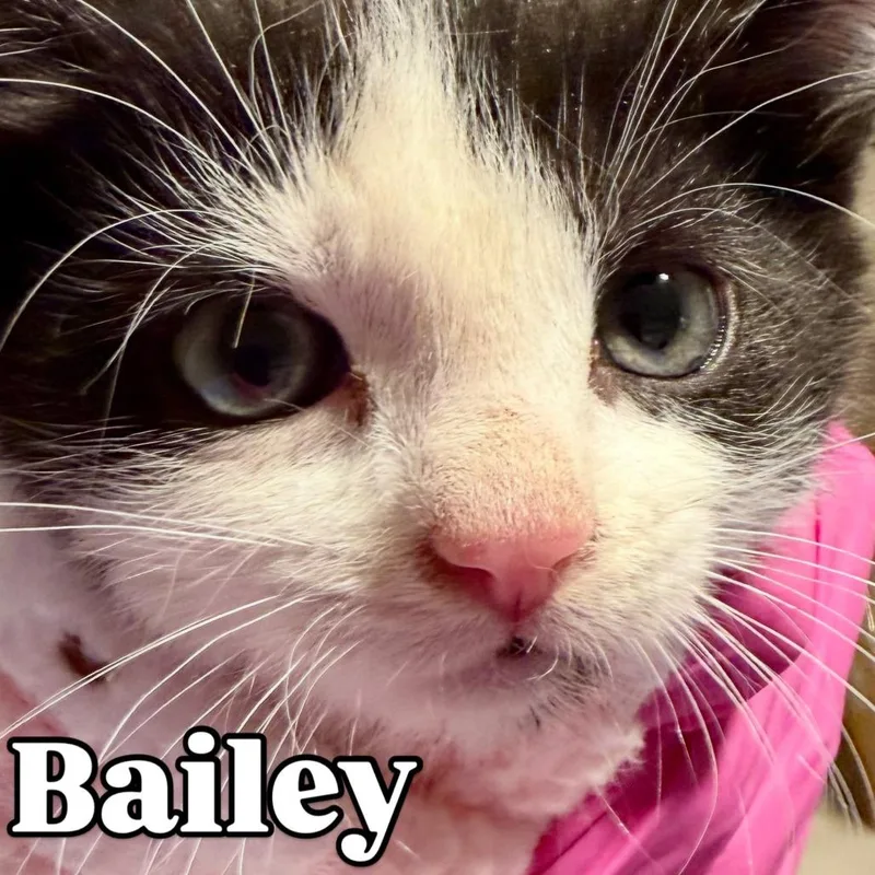 Bailey Silverman thumbnail 3