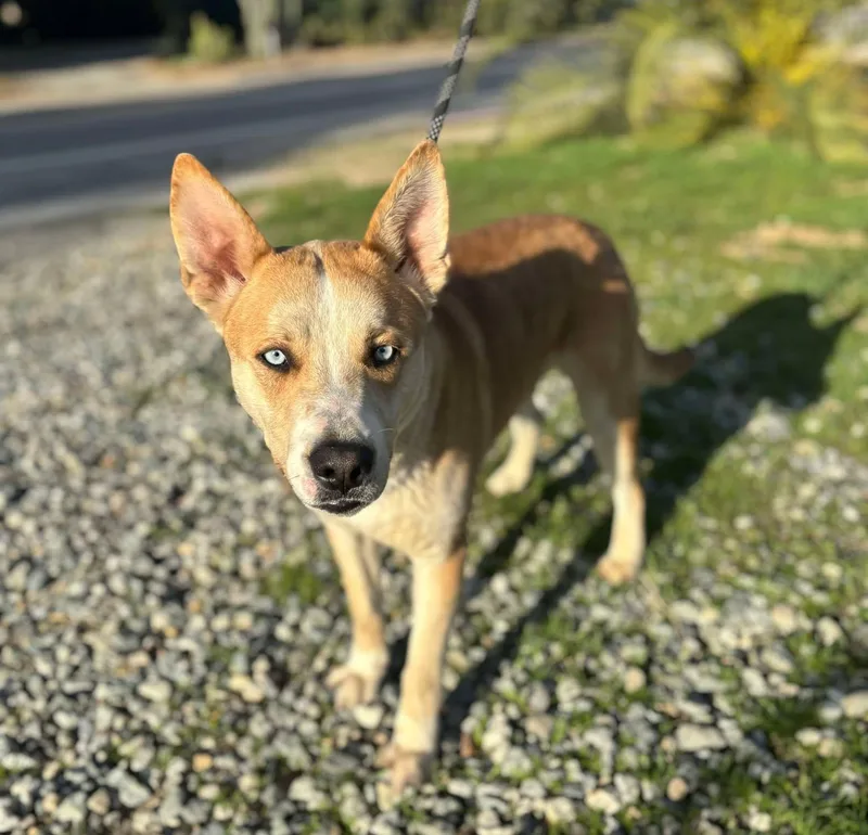 An adult medium-sized male Golden Australian Cattle Dog / Blue Heeler dog named Misto for adoption in Ventura, CA