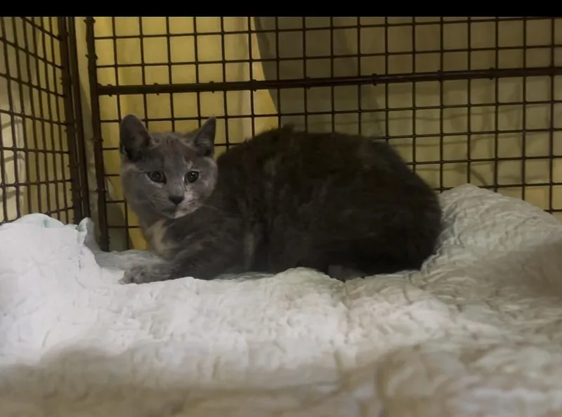 A baby medium-sized female Dilute Tortoiseshell cat named Pixel for adoption in Valhalla, NY