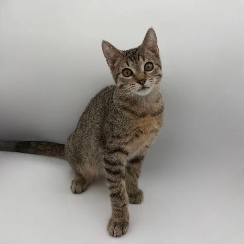 A baby medium-sized male Domestic Short Hair cat named Alcott for adoption in State College, PA