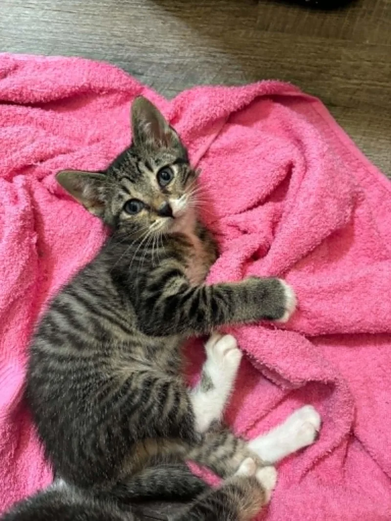 A baby small-sized female Tabby cat named Gazelle C Grace for adoption in Saunderstown, RI