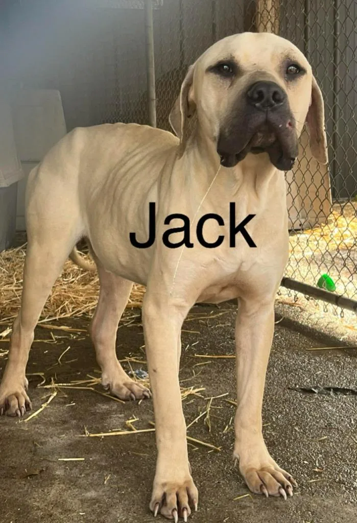 Jack D