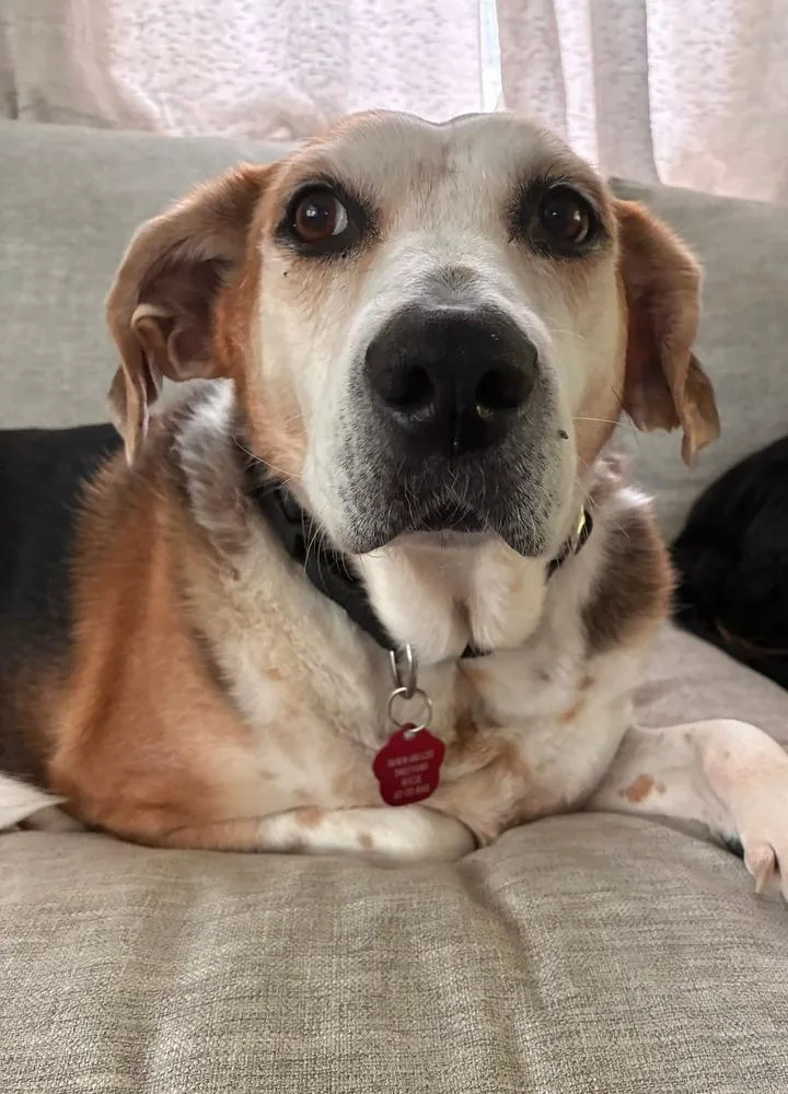 An adult large-sized female Mixed Breed dog named Ethel for adoption in Groveland, MA