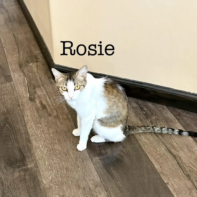 Rosie