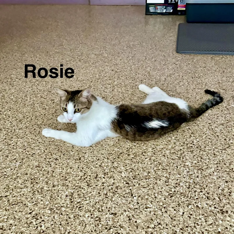 Rosie thumbnail 2
