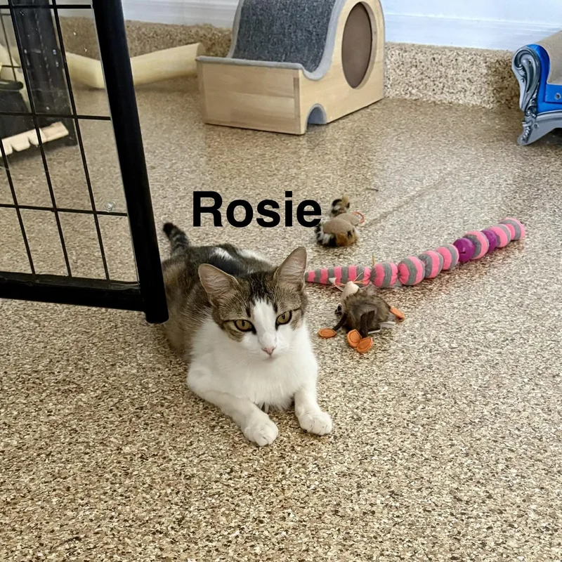 Rosie thumbnail 3