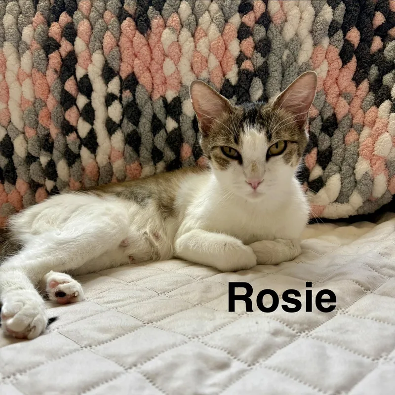 Rosie thumbnail 4
