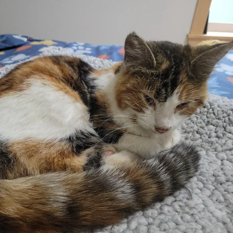 A young medium-sized female Domestic Medium Hair cat named Tilly for adoption in Allyn, WA