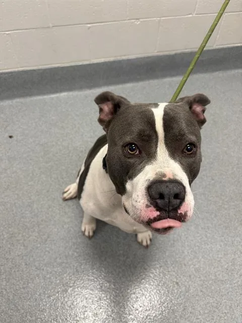 An adult large-sized male Pit Bull Terrier dog named King for adoption in Indianapolis, IN