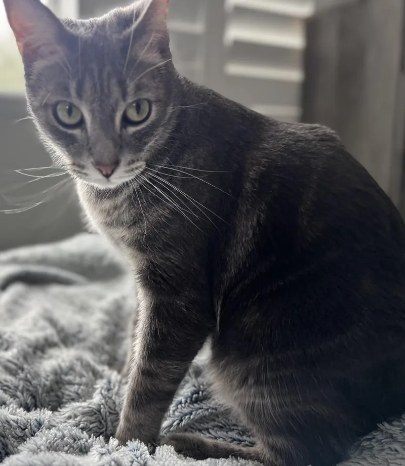 An adult large-sized male Gray / Blue / Silver Domestic Short Hair cat named Burnt Bread for adoption in Chandler, AZ