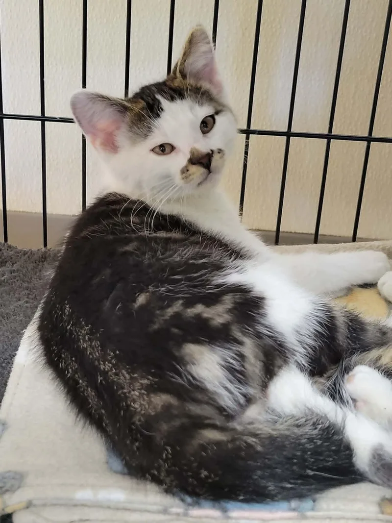 A baby medium-sized male Domestic Short Hair cat named Cheez Ball for adoption in Portage, WI
