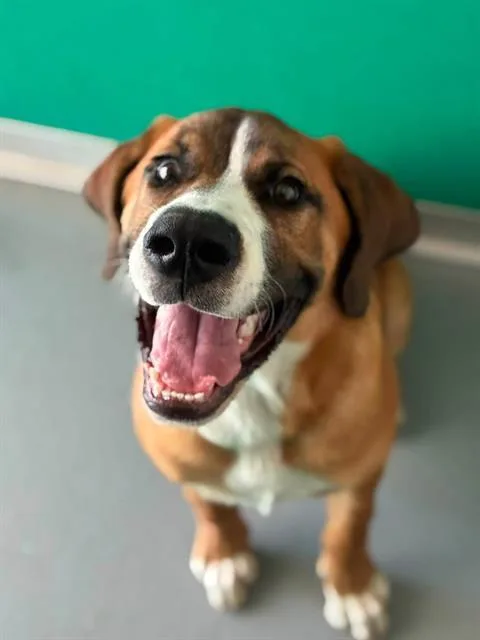 A young large-sized male Saint Bernard dog named Jumba for adoption in Visalia, CA