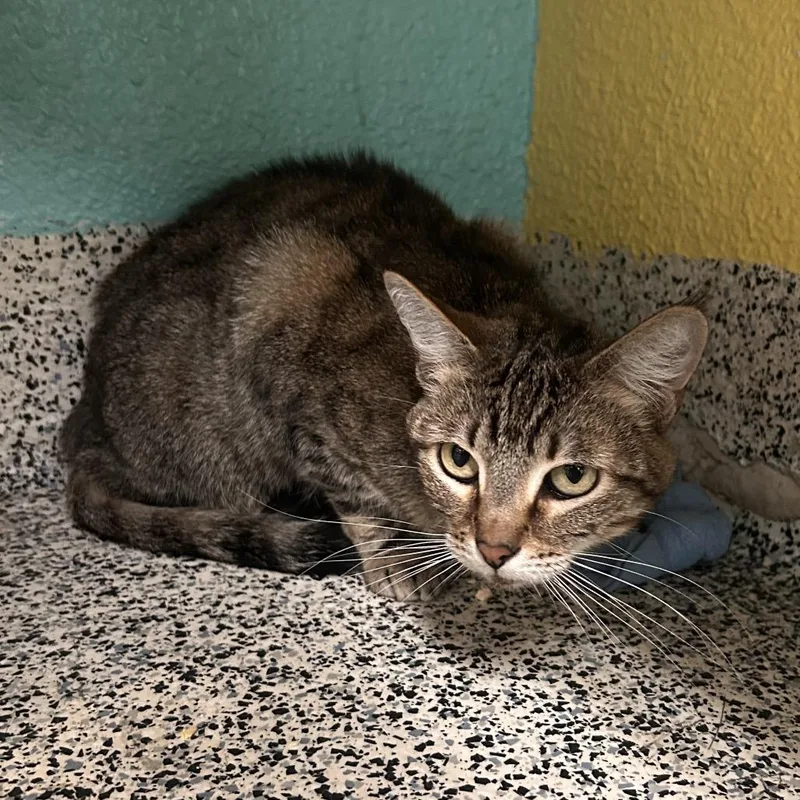 A senior medium-sized female Brown / Chocolate Domestic Short Hair cat named Mrs Hedy Lamarr for adoption in Fresno, CA