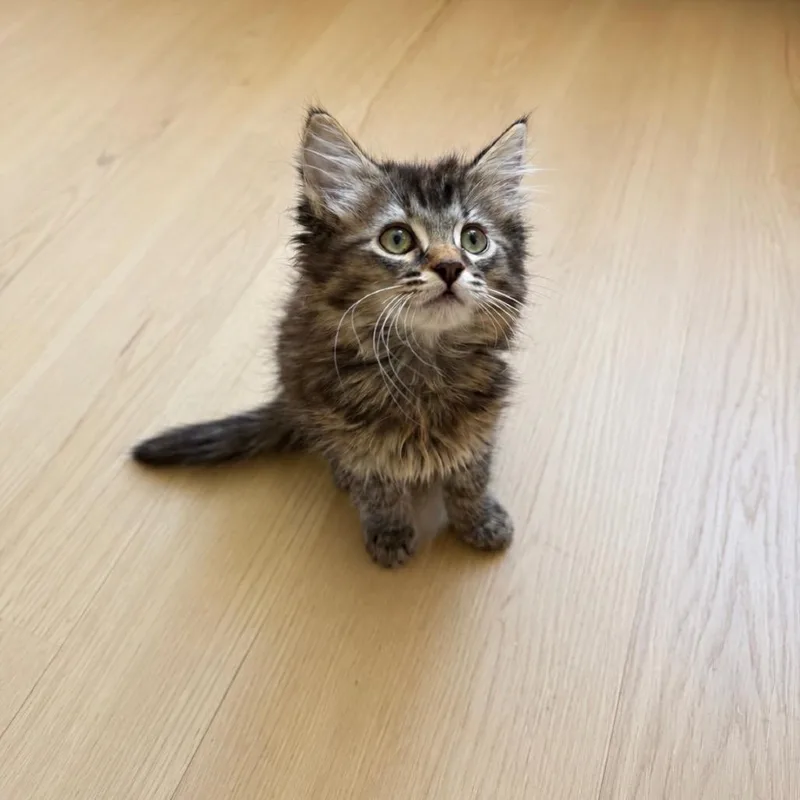 A baby small-sized female Brown / Chocolate Domestic Medium Hair cat named Clover Chino Hills location for adoption in Chino Hills, CA