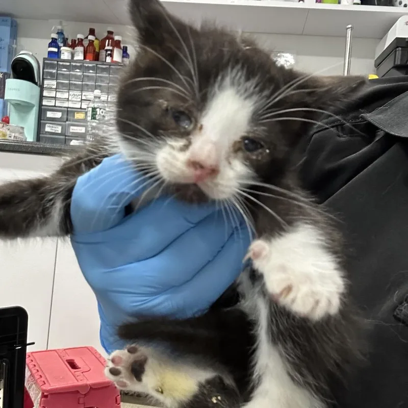 A baby small-sized male Black Domestic Short Hair cat named Pepper for adoption in Newark, NJ