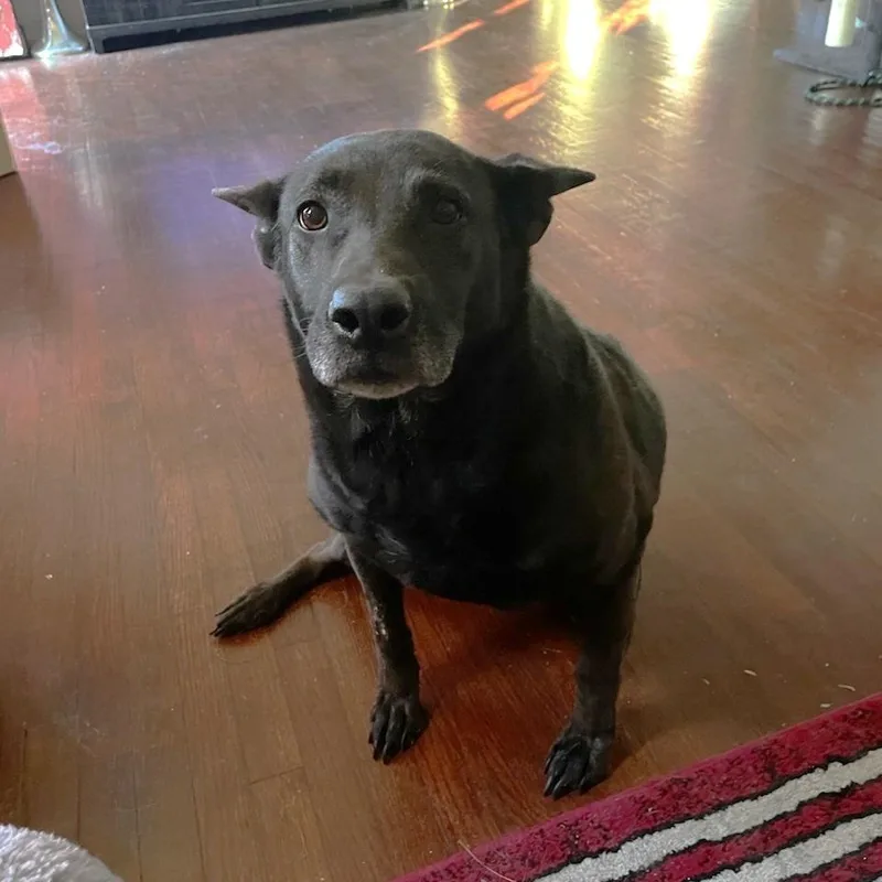 A senior medium-sized female Black Belgian Shepherd / Malinois dog named Darla for adoption in East Saint Louis, IL