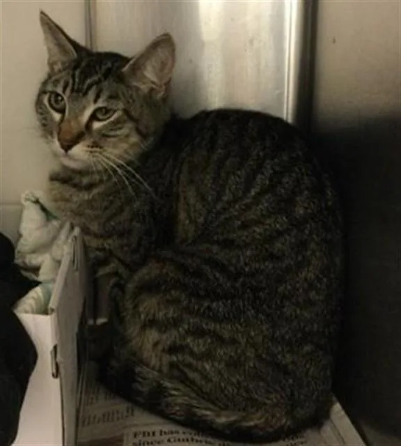 An adult small-sized female Domestic Short Hair cat named Lily for adoption in Riverside, CA