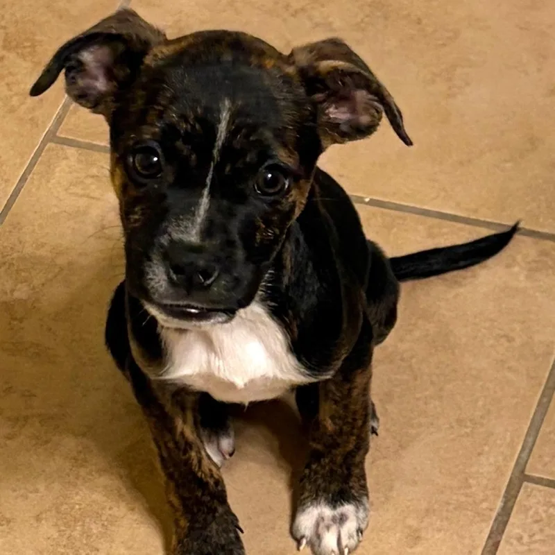 Cappuccino thumbnail 6
