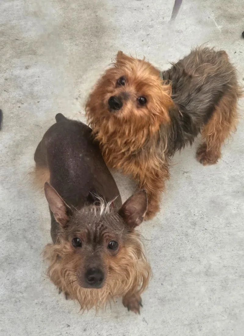 An adult small-sized male Bicolor Yorkshire Terrier dog named Brandy & Joe for adoption in CORPUS CHRISTI, TX