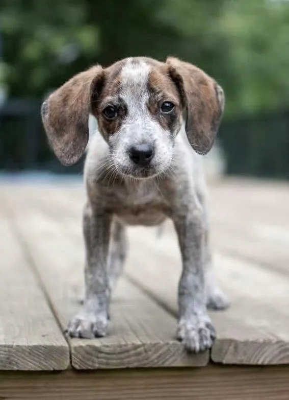 A baby medium-sized female Hound dog named Onion for adoption in Germantown, OH