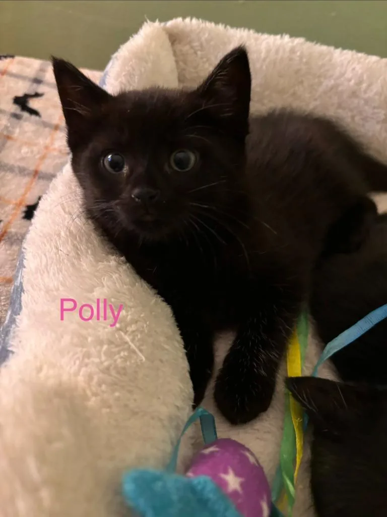 A baby small-sized female American Shorthair cat named Polly for adoption in Hagaman, NY