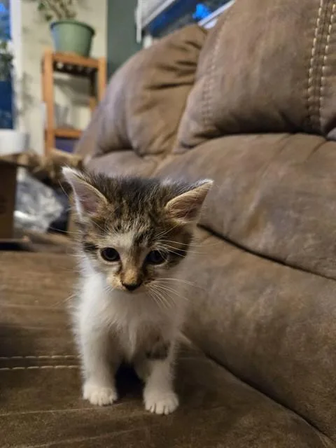 Mr. Patches