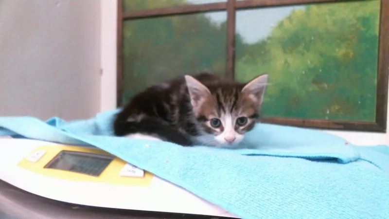 A baby small-sized male Domestic Short Hair cat named Matt for adoption in Houston, TX